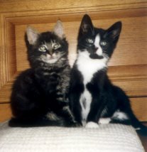 Wolfgang and Ludwig (cute kittens)
